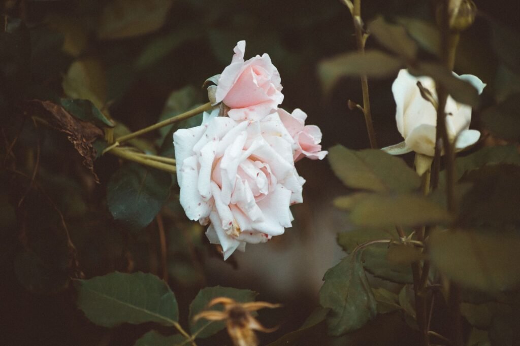 Close-up of delicate pink roses surrounded by lush green leaves in a serene outdoor setting.