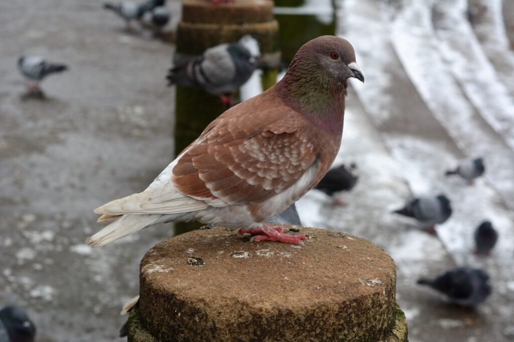 Detailed image of a pigeon on a post in Derby, England, with snow in the background.