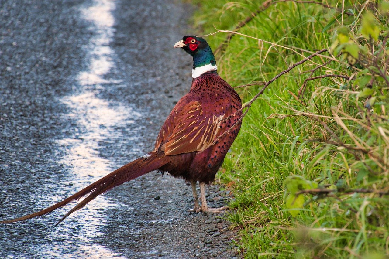 pheasant, road, bird, grass, poultry, wildlife, beak, feathers, asphalt, nature, ireland, northern ireland, england