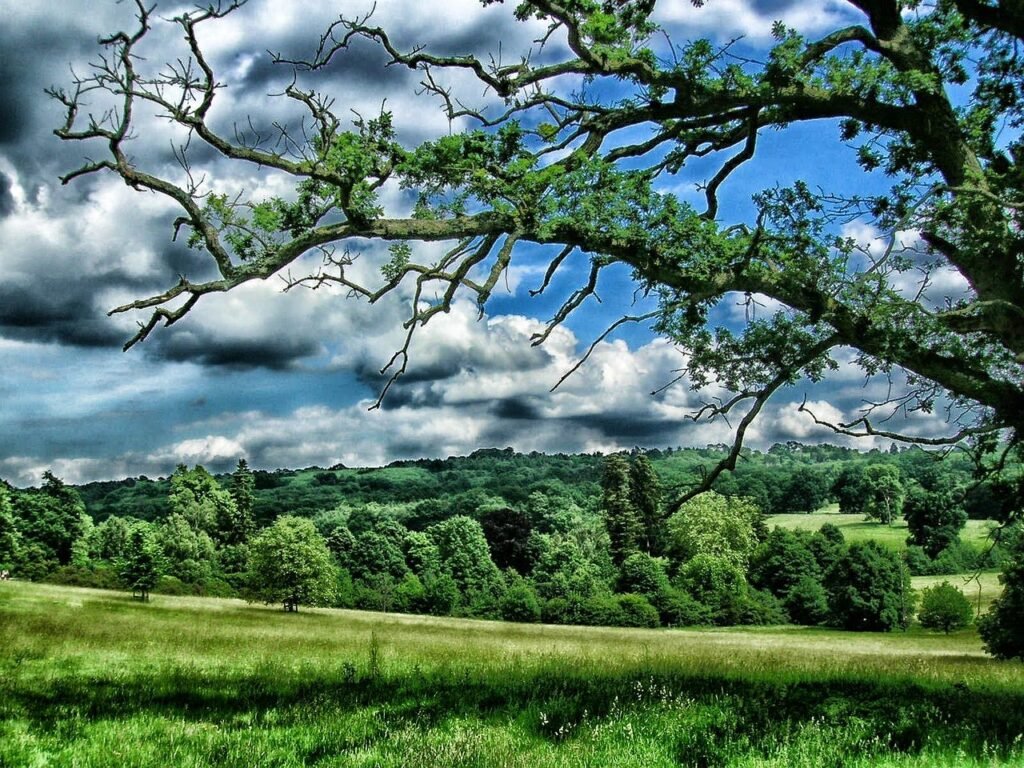 kent, england, united kingdom, landscape, scenic, sky, clouds, forest, trees, woods, field, nature, outside, country, country