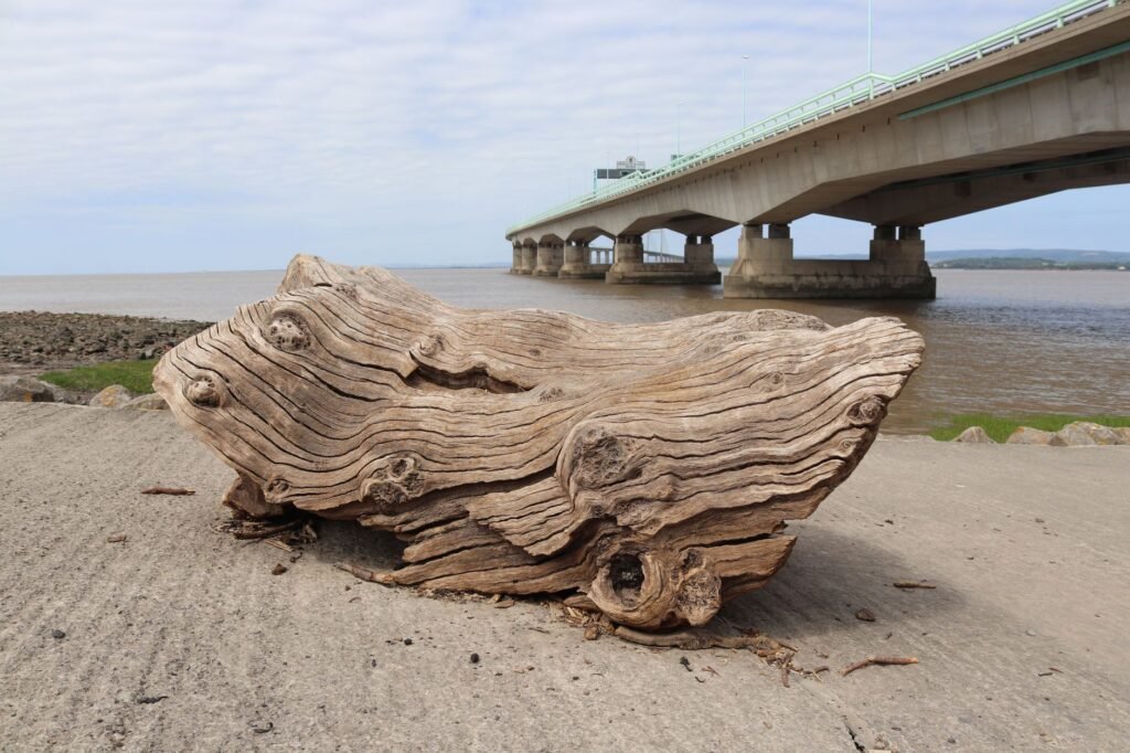 Detailed view of driftwood on the shore beside a coastal bridge under a cloudy sky.
