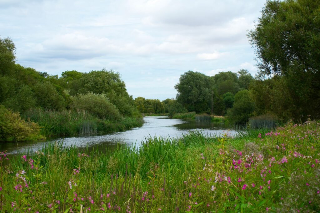 Lush greenery and tranquil river scene in St Neots, England, on a peaceful day.