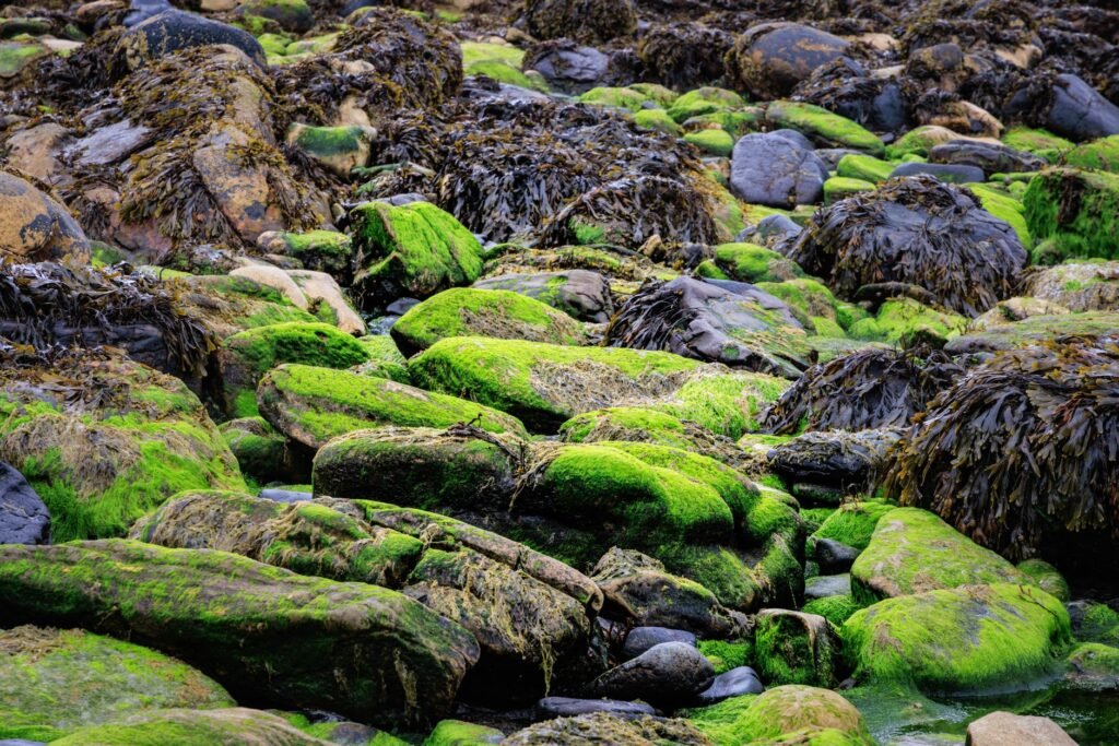 Lush green seaweed covering rocks on Scotland's rugged coastline.