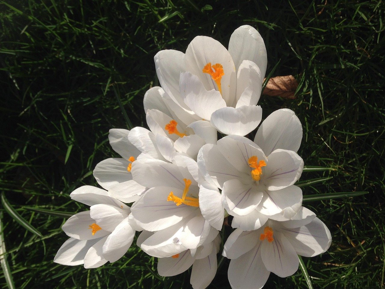 crocus, beautiful flowers, nature, flower wallpaper, flower, flower background, garden, York, United Kingdom, England