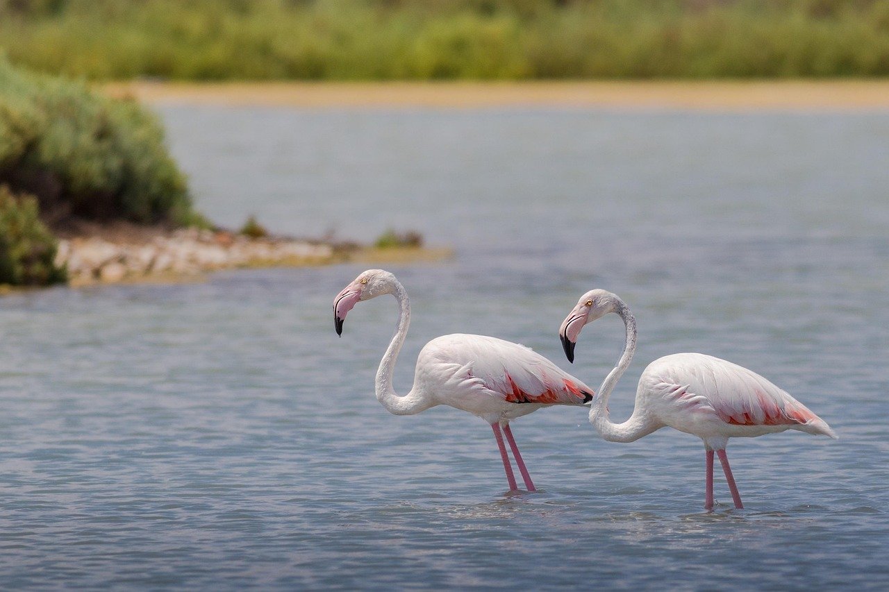 flaming, flamingos, birds, pink, animals, neck, exotic, nature, beak, washes, tropical, wild, details, park, safari, snout, c