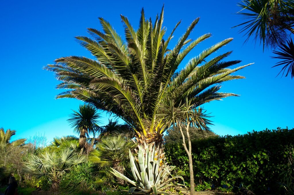 Lush Canary Island date palm standing tall in a vibrant garden under a clear blue sky.