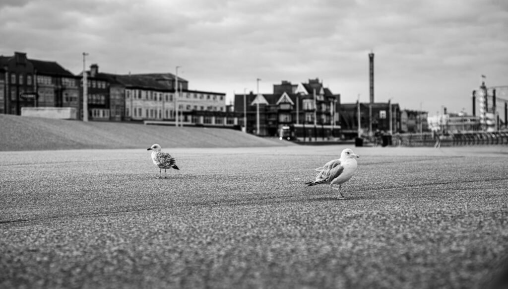 Monochrome image of seagulls strolling along Blackpool's promenade.