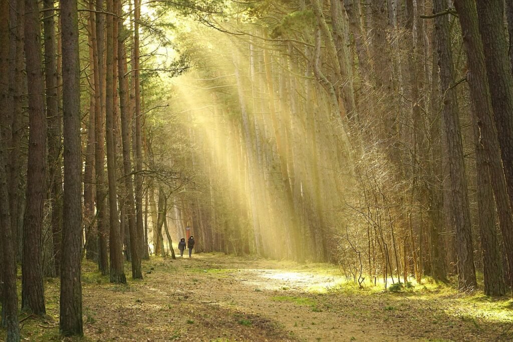 forest, trees, sunlight, the path, the road in the forest, track, nature, landscape, walk in the woods, forest road, hiking t