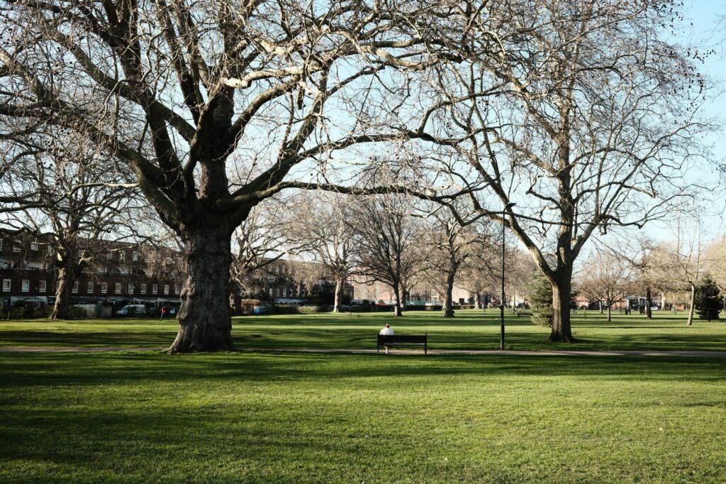 A serene park scene with large bare trees and a lone person on a bench during a sunny spring day.