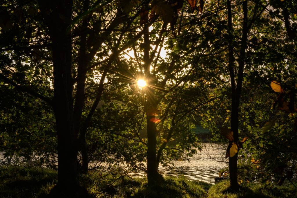 Sun shining through trees by a serene lake in Tullygally, Northern Ireland.