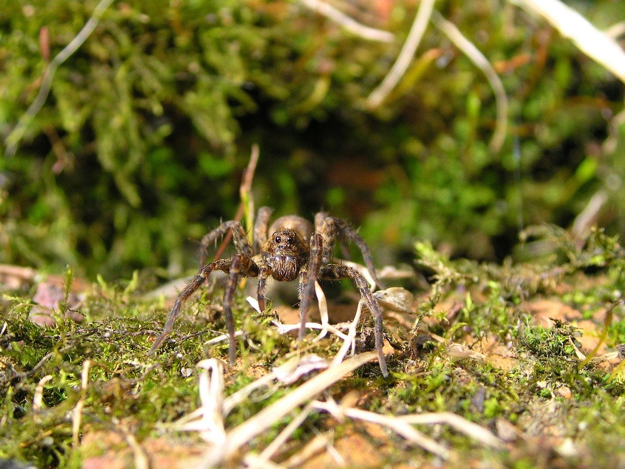 wolf spider, sheffield, england, wildlife, garden, arachnid, nature, yorkshire