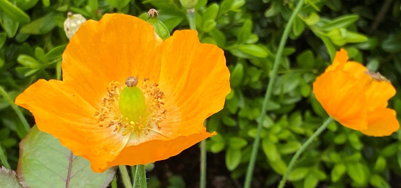 welsh poppy, orange, green, flower wallpaper, flower background, flower, beautiful flowers, plant, nature, United Kingdom, Li
