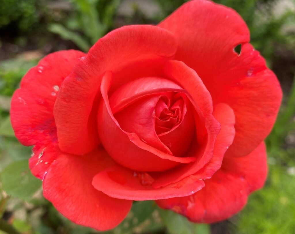 rose, red, beautiful flowers, nature, green, flower wallpaper, bloom, garden, flower, flower background, leaf, rose flower, s