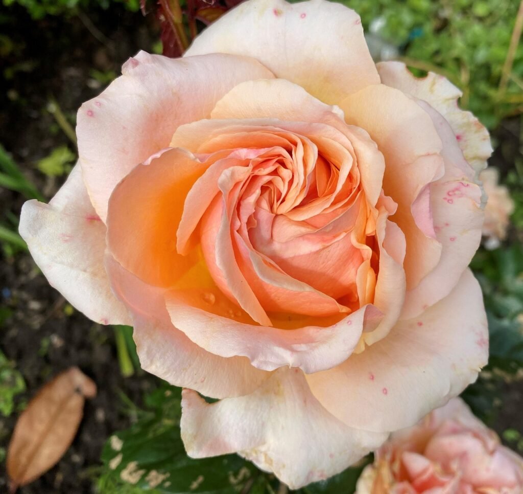 rose, peach, green, flower wallpaper, bloom, beautiful flowers, garden, flower, leaf, rose flower, summer, flower background,