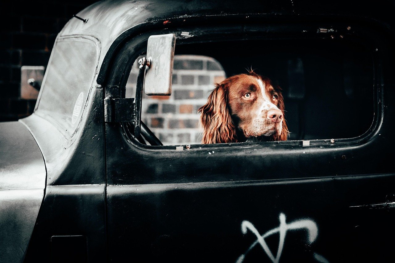 dog, puppy, pet, nature, friendship, animal, adorable, cute, friends, face, nose, lifestyle, portrait, London, England, Unite