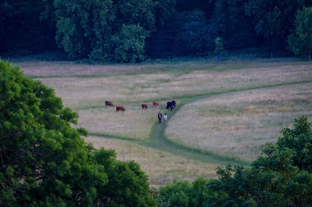 A peaceful rural scene featuring people walking among cattle on a lush green path in England.