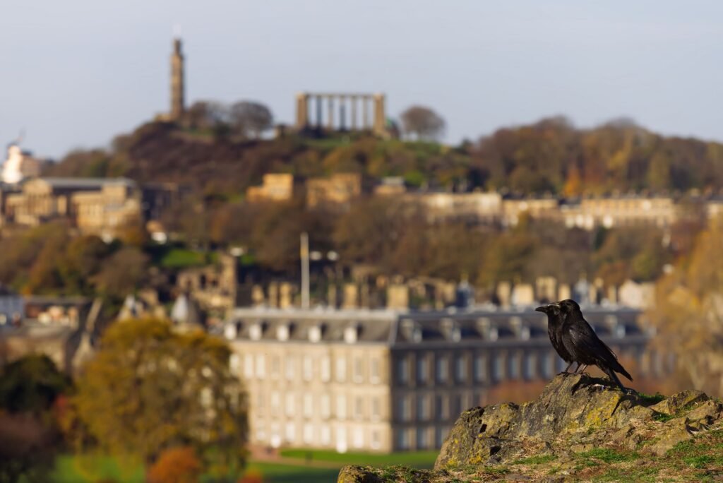 A pair of rooks perched on a hill with the Edinburgh skyline in the background during autumn.