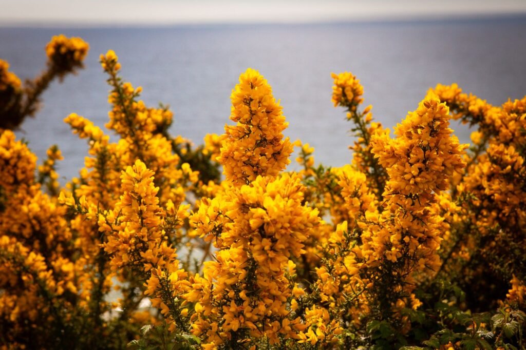 Bright yellow gorse bushes with a sea backdrop along Bournemouth's scenic coastline.
