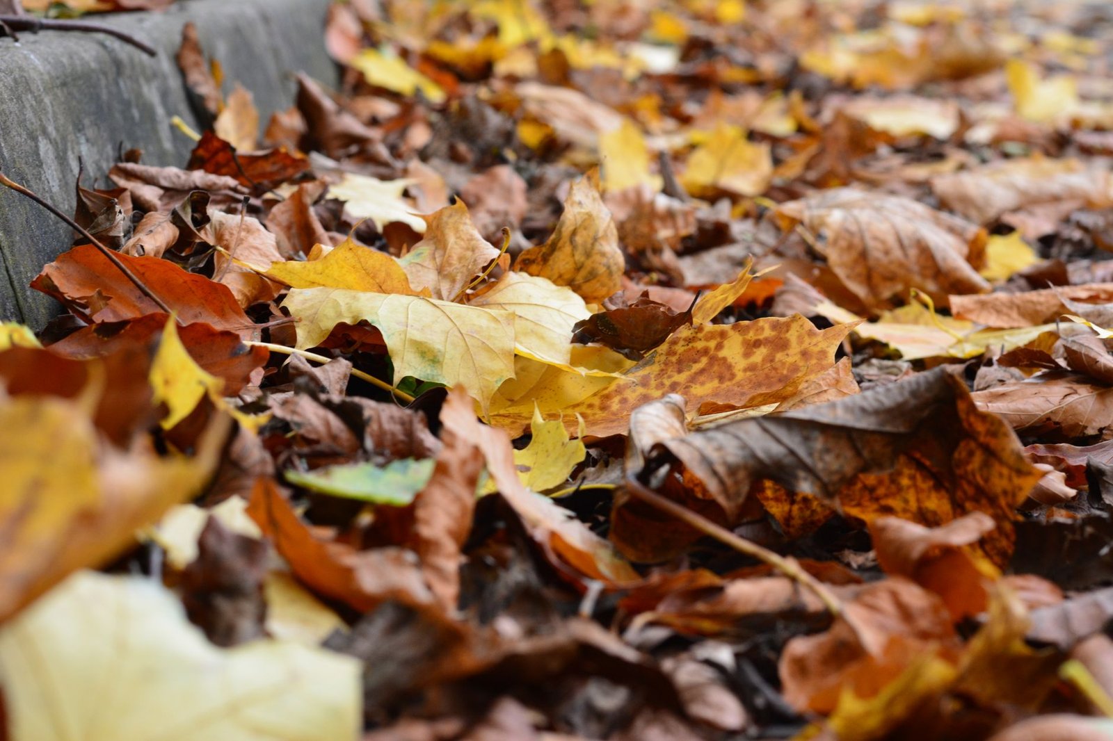 Fallen autumn leaves creating a colorful tapestry on the pavement in Derby, England.