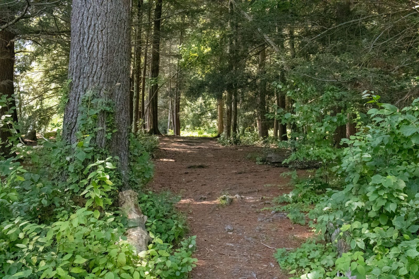 Tranquil forest path surrounded by lush greenery in Northampton, MA, perfect for nature walks.