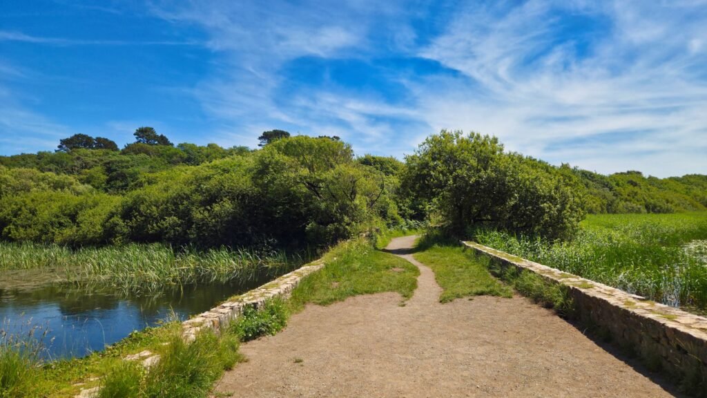 Explore the tranquil summer landscape of Bosherston's natural pathway in Wales.