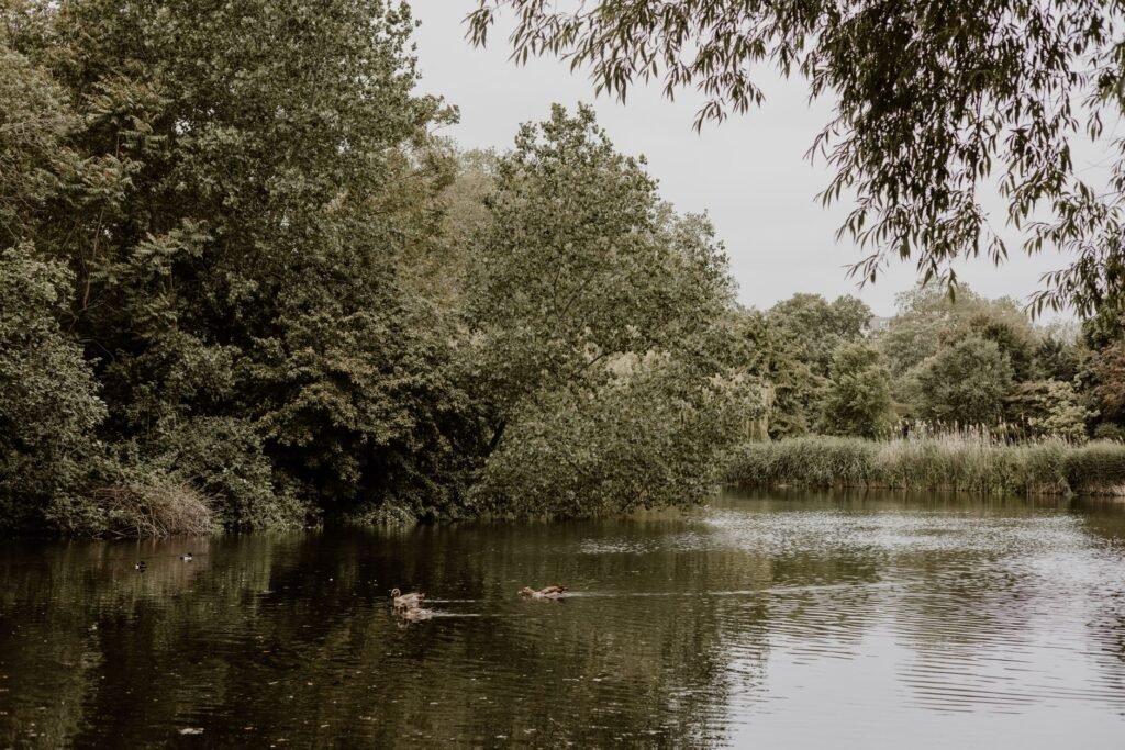 Peaceful riverside view with ducks and lush greenery in a London park.