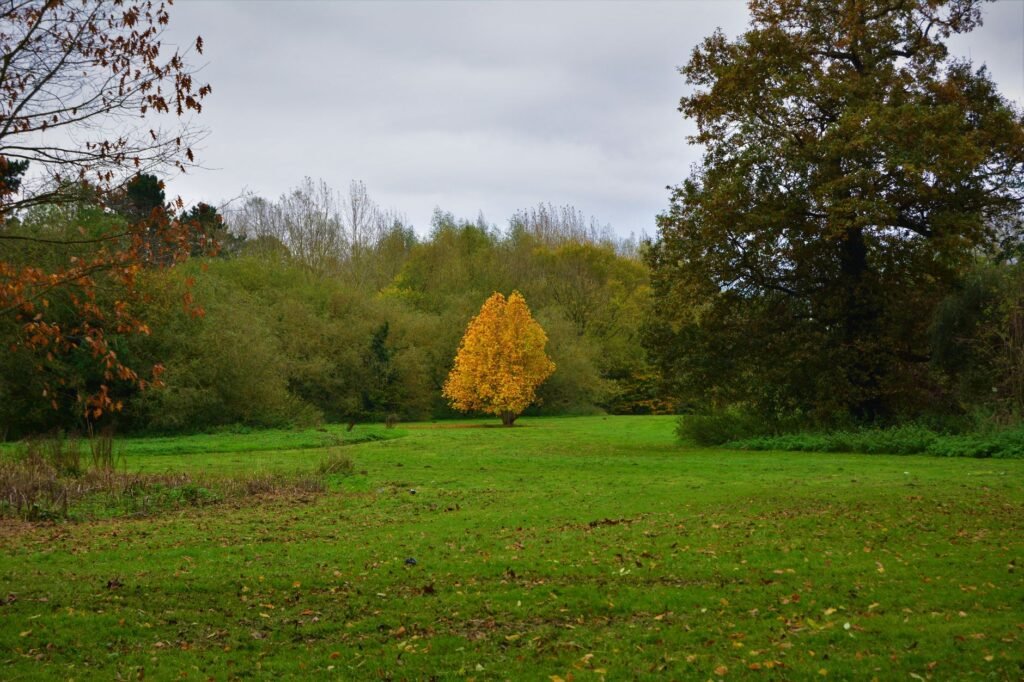 A striking yellow tree stands out among green foliage in a Derby, England park.