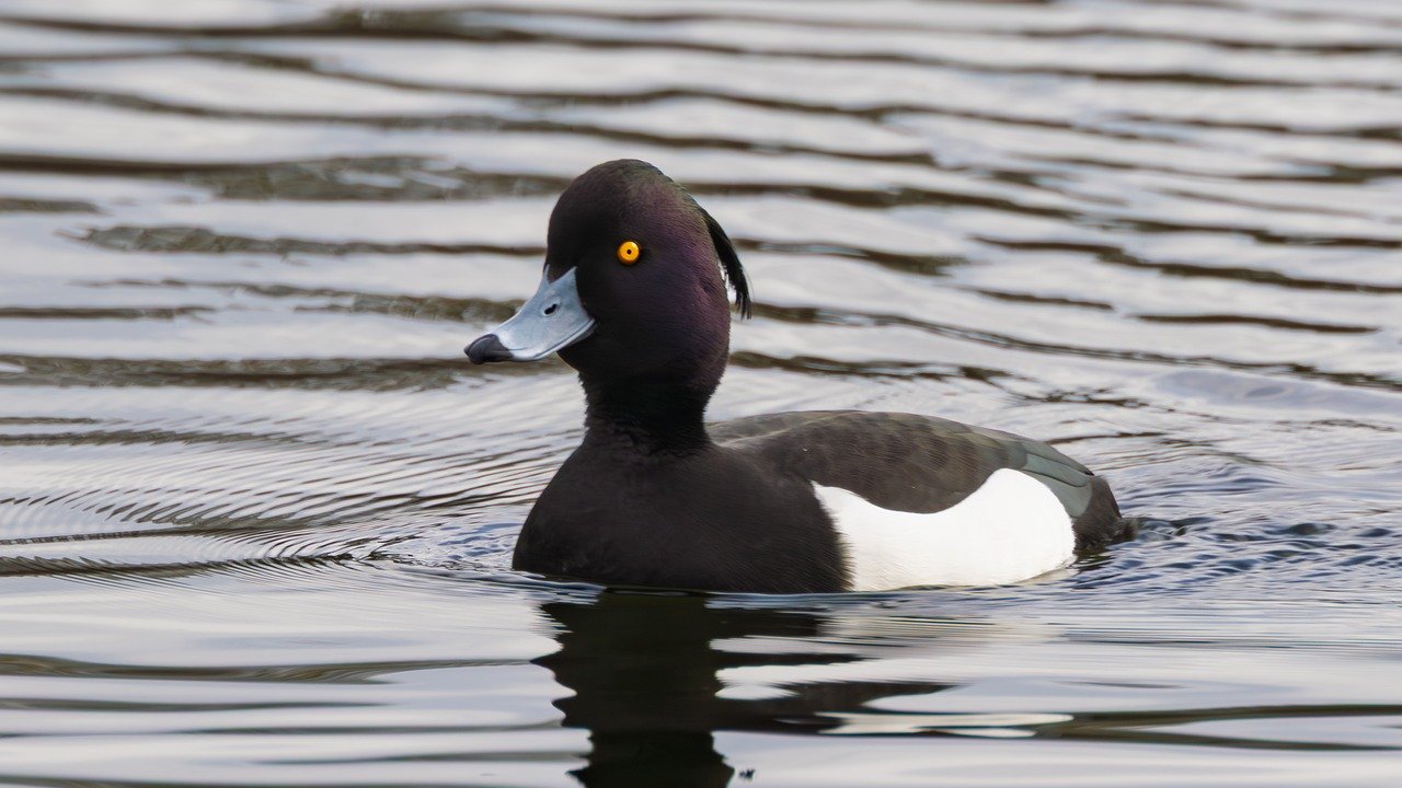 duck, water bird, tufted duck, nature, lake, water, dark head, animal, swimming, eyes, wildlife, european wildlife, features,