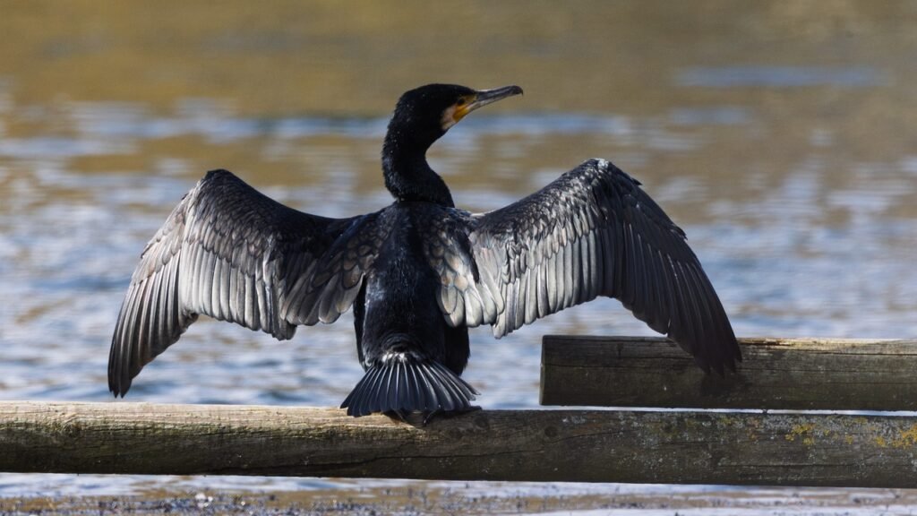 cormorant, bird, wings, water net, resting, water body, natural habitat, river, birds by water, bird behavior, zoology, natur