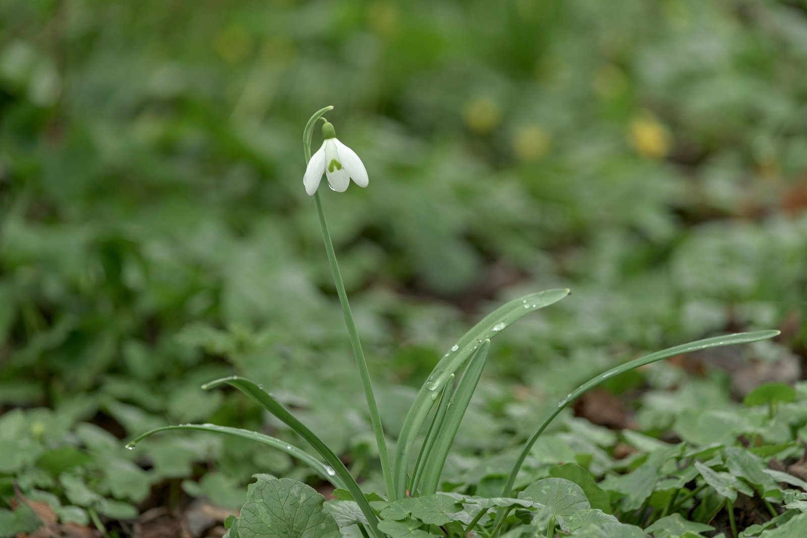 Close-up of a snowdrop with dewdrops in Craigavon garden, Northern Ireland.