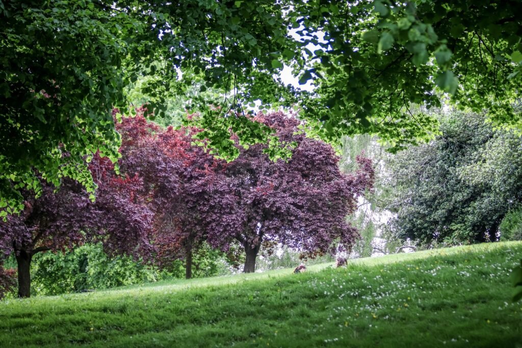 Explore vibrant purple and green trees in a serene English park, perfect for nature lovers.