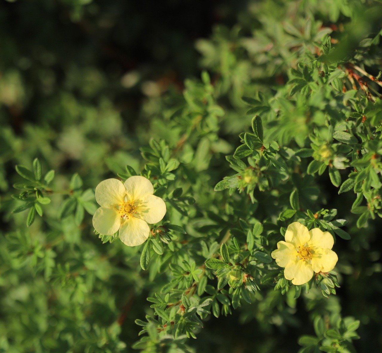 flowers, yellow flowers, nature, flower wallpaper, flower background, close up, leaves, foliage, beautiful flowers, garden, U