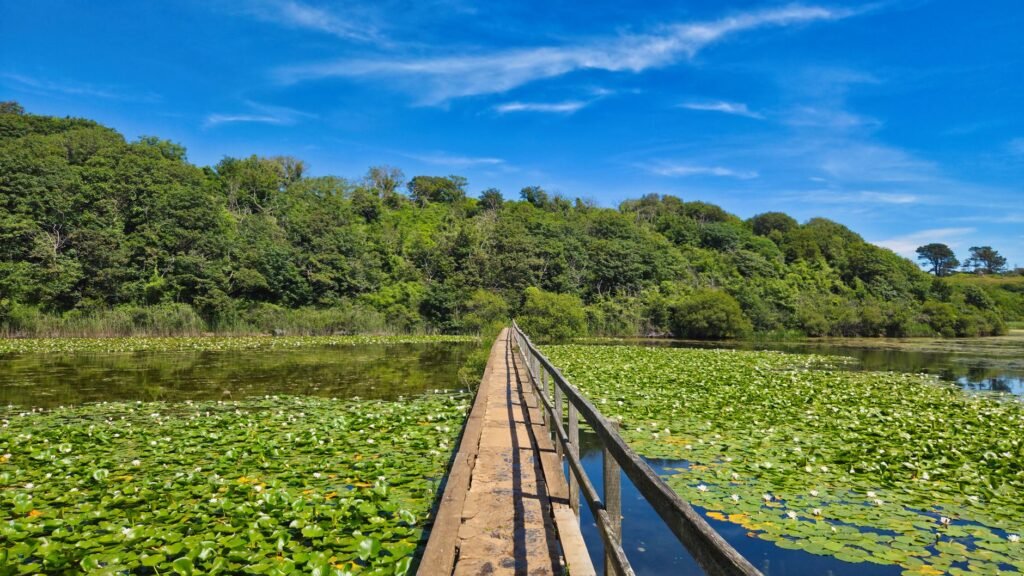 A picturesque view of a footbridge crossing a lily-covered pond near dense greenery in Wales, under a clear blue sky.
