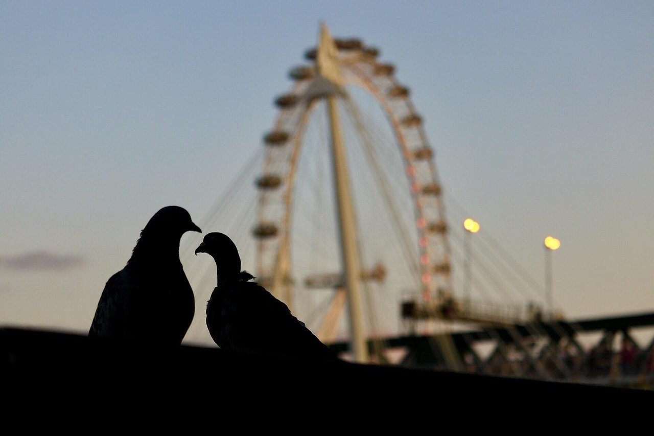london, united kingdom, uk, london eye, birds, city, silhouette, pigeon, ferris wheel, nature, dusk, animals