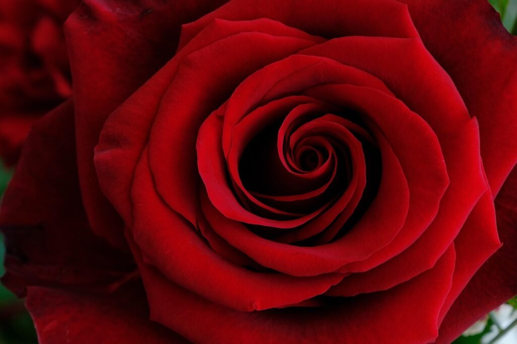 rose, beautiful flowers, flower, flower wallpaper, red, plant, petals, blossom, flower background, bloom, nature, love, valen