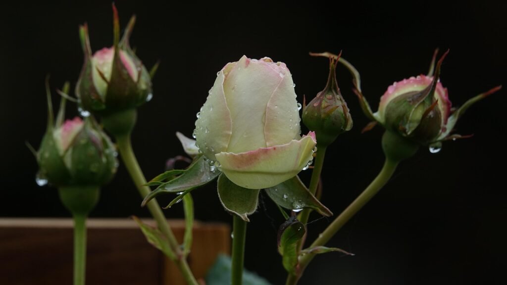 pink, hatching, rainy day