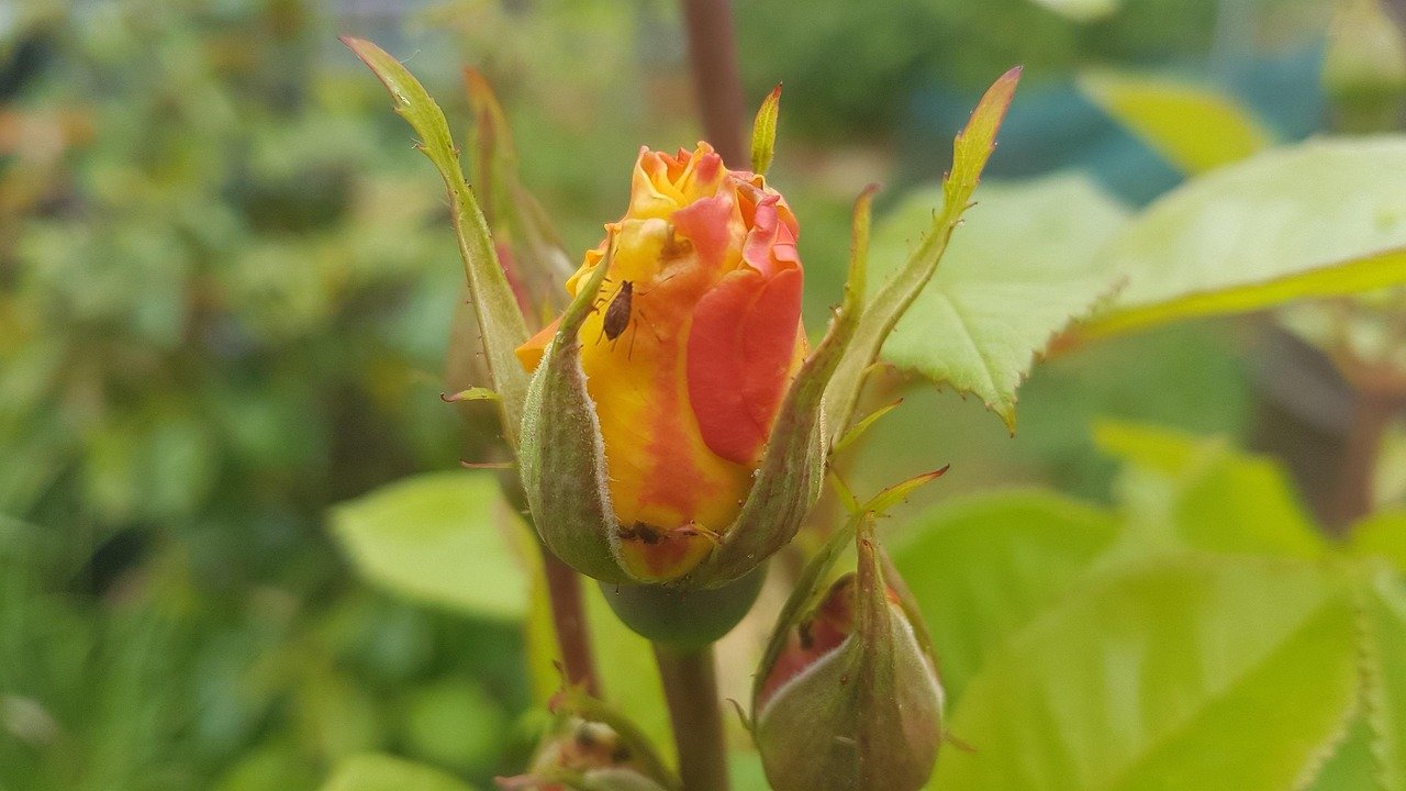 garden, flowers, flower wallpaper, nature, flower background, plant, orange, rose, beautiful flowers, rose flower, bud, insec