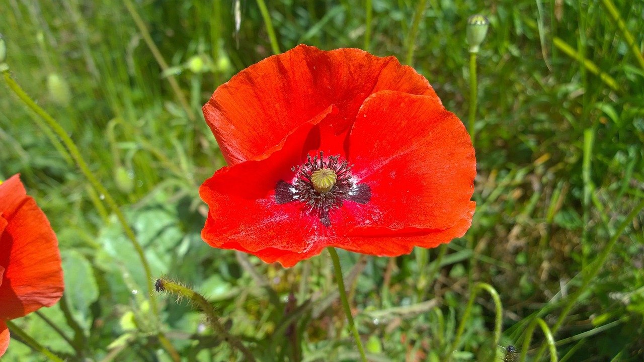 poppy, red poppy, red, field, flower, beautiful flowers, nature, summer, spring, flower background, grass, meadow, wild, bloo