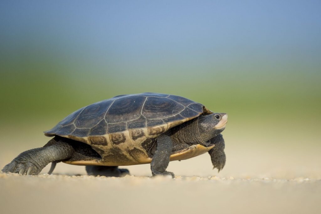 turtle, reptile, walk, walking, shell, turtle shell, animal world, wildlife photography, animal, endangered, nature, slow, wi