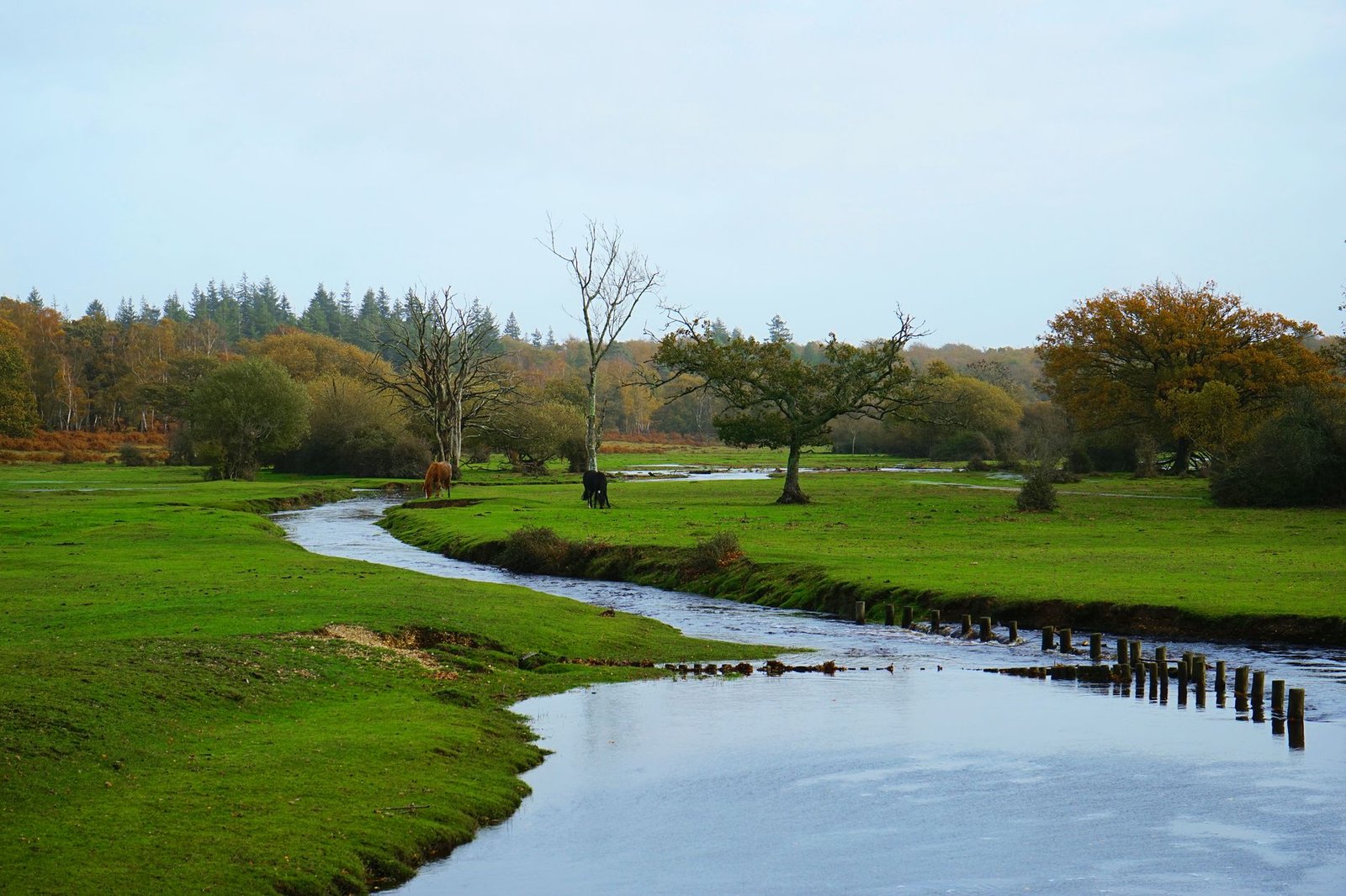 Tranquil autumn landscape with a flowing river in New Forest, England, surrounded by green fields and trees.