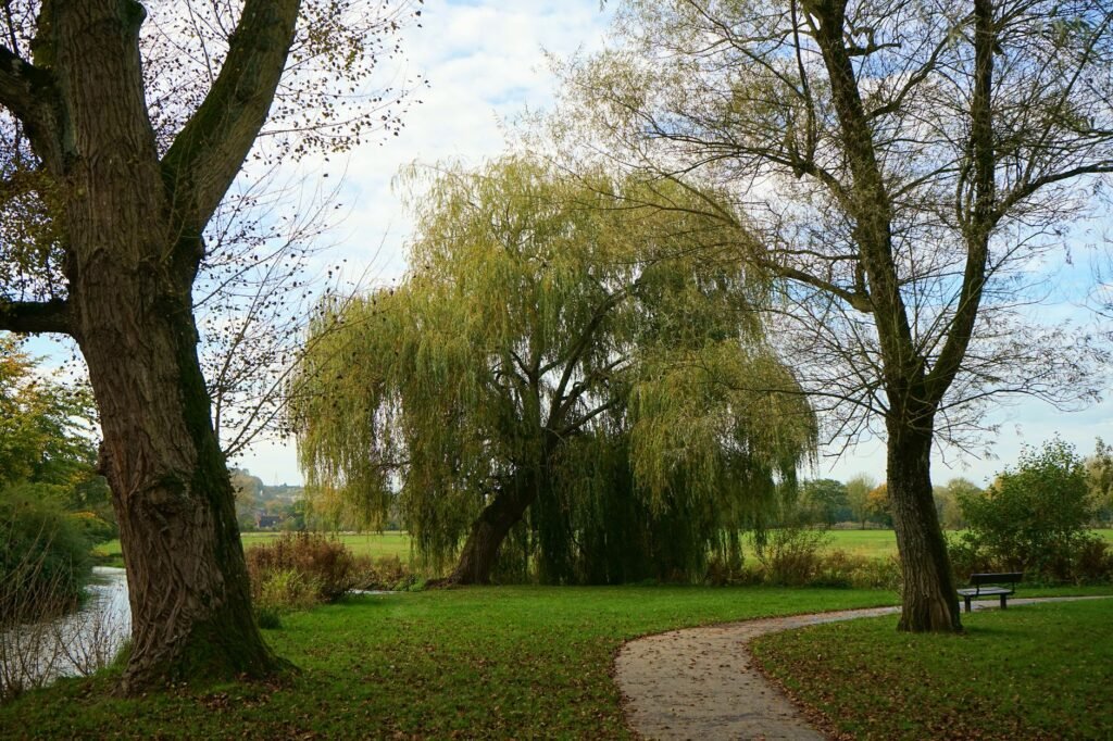 Tranquil path winding through a park with willow trees in Salisbury, England.
