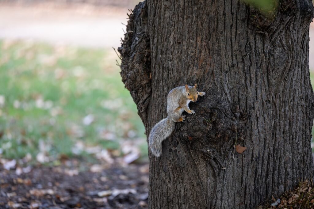 Squirrel perched on a tree in a London park, showcasing nature in an urban setting.