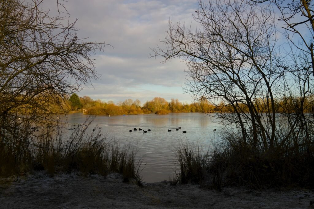 Serene winter scene of a lake with ducks and bare trees in England.