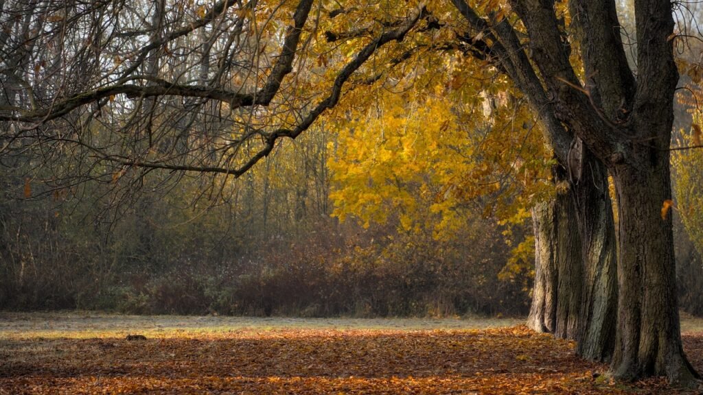 trees, fall, autumn leaves, landscape, leaves, leaves in the autumn, branches, avenue, park, nature, autumn leaves, landscape