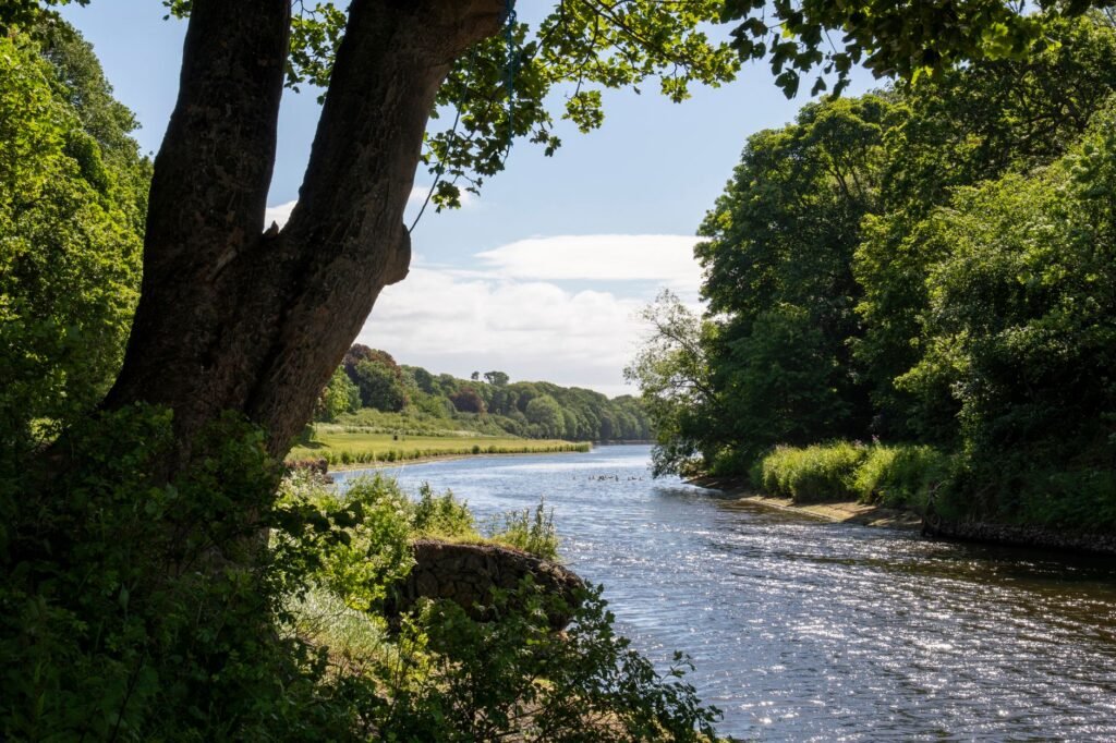 Peaceful summer scene along a river with lush greenery and bright sunlight.