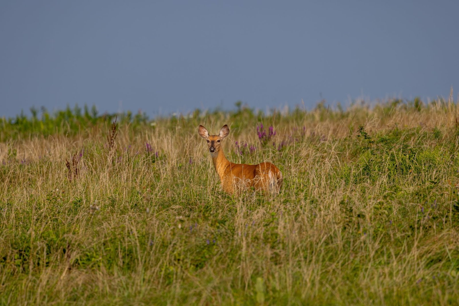 A white-tailed deer stands in a meadow in Ipswich, MA, surrounded by lush grass in summer.