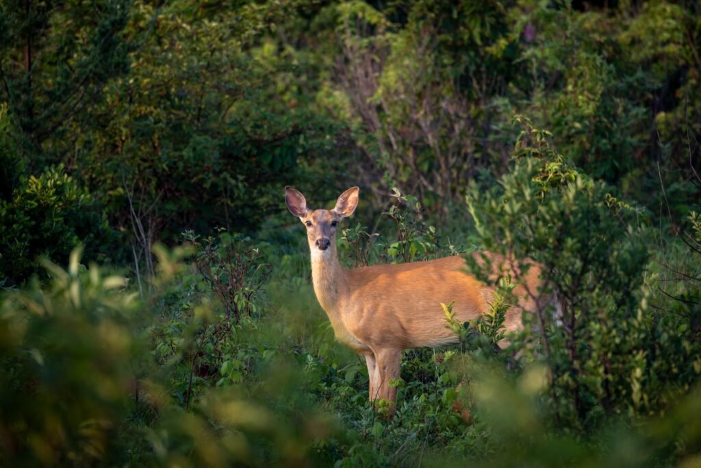 A serene white-tailed deer standing amidst dense greenery in Ipswich, Massachusetts forest.