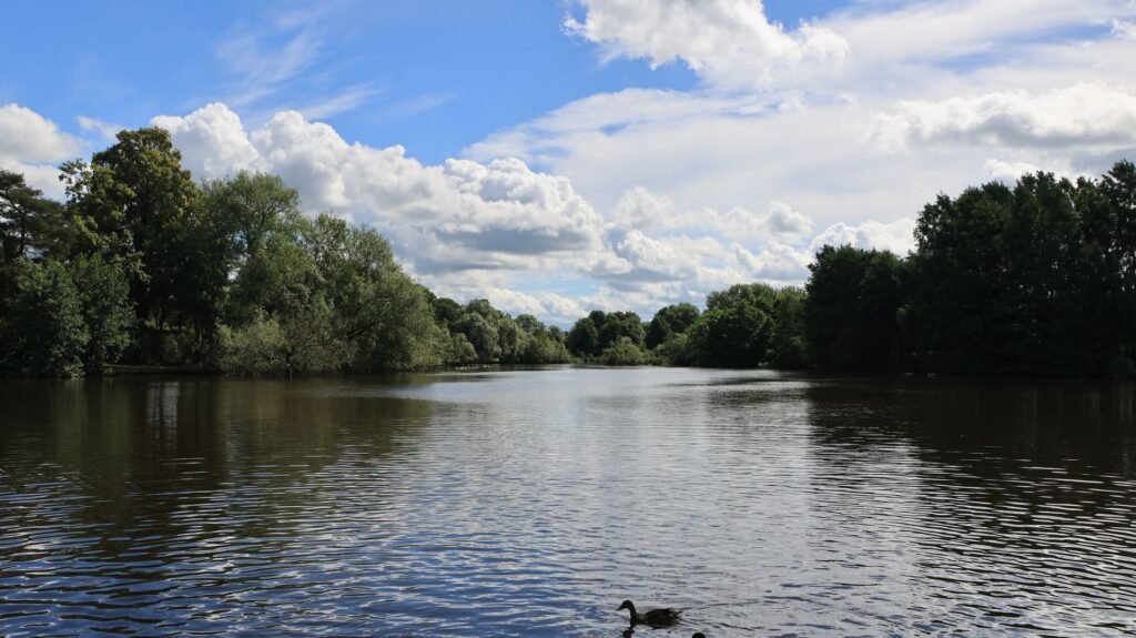 Tranquil riverside landscape with ducks and lush greenery under a bright blue sky.