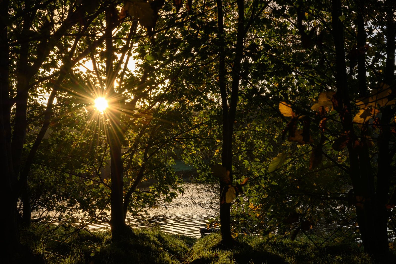 Sunlight beams through lush trees by a serene river in Northern Ireland.