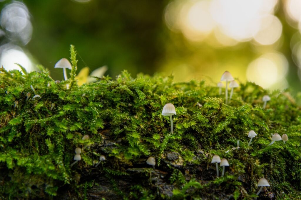 White mushrooms growing on a lush, moss-covered log in a serene forest setting, capturing the essence of nature.